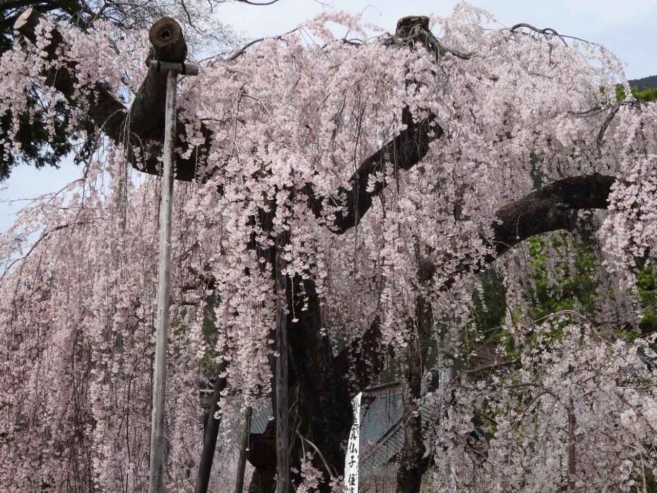Ryokan Tanakaya Minobu Extérieur photo